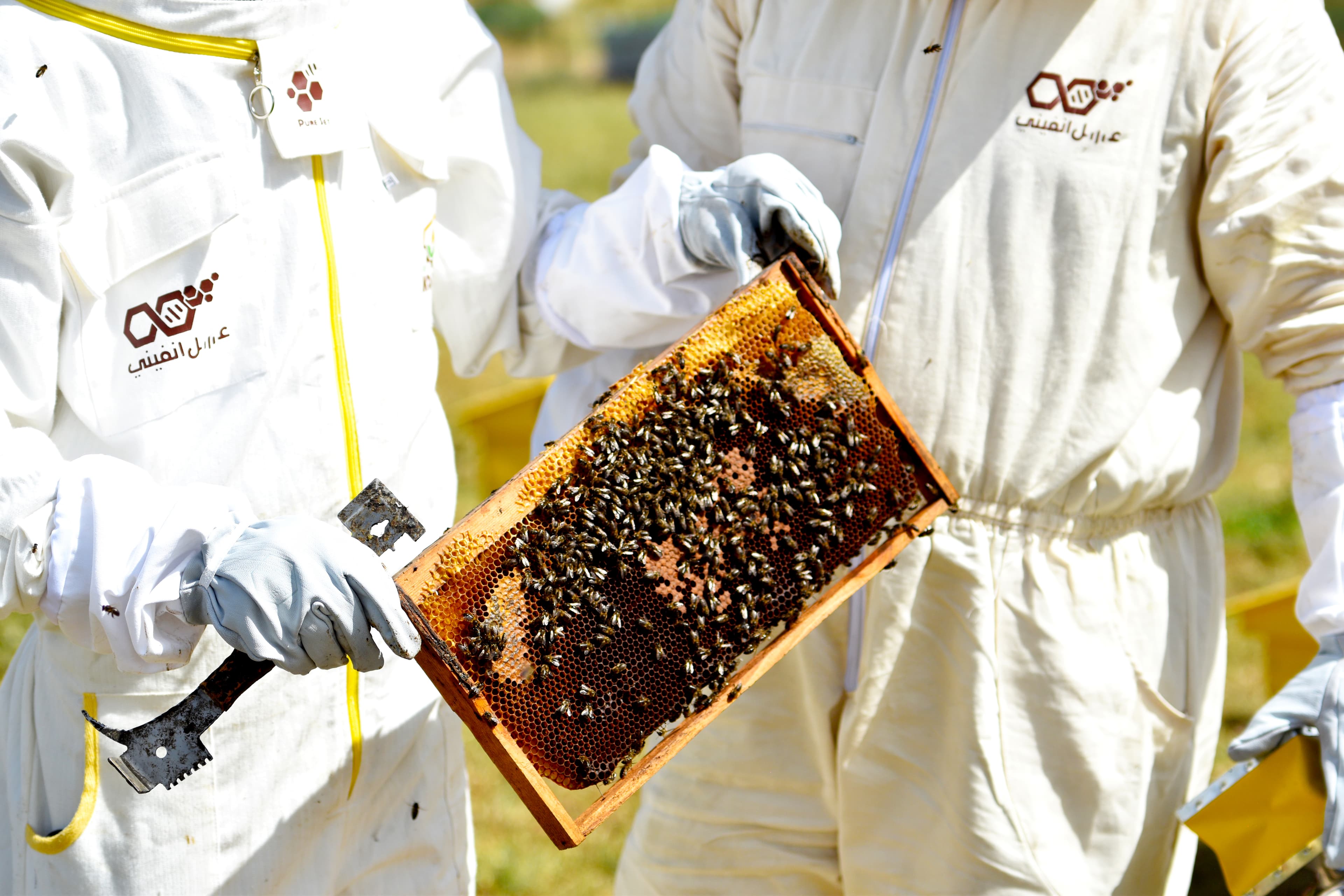 صورة الاستخلاص