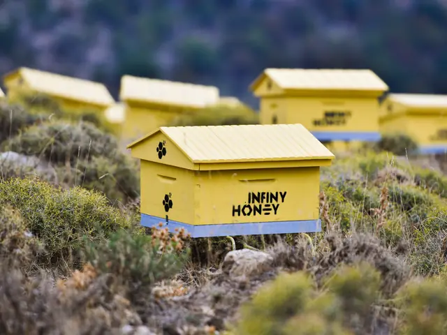 صندوق تربية نحل يحمل علامة INFINY HONEY في أحد مناحل أنفيني